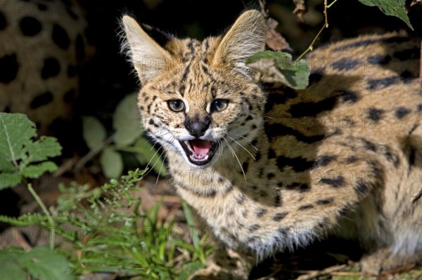 Serval (leptailurus serval), Adult snarling