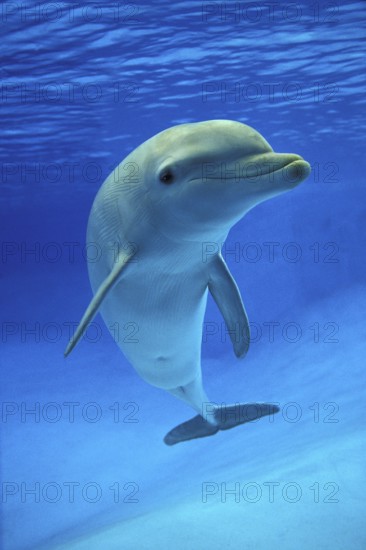 Bottlenose Dolphin (tursiops truncatus)