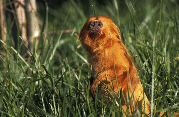 Golden Lion Tamarin, leontideus rosalia, Adult standing on Hind Legs