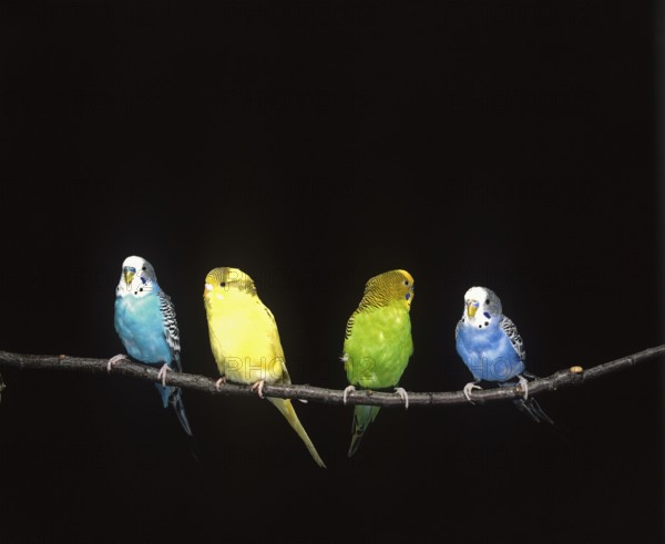 Budgerigar (melopsittacus undulatus), Adults standing on Branch