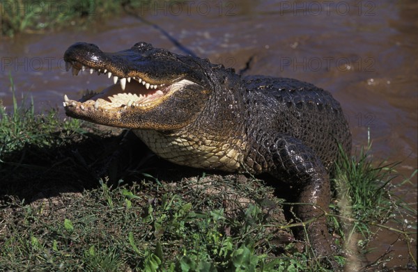 AMERICAN ALLIGATOR alligator mississipiensis, ADULT EMERGING FROM WATER, THREAT POSTURE, FLORIDA