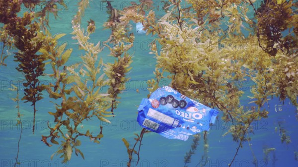 Close up of plastic pack drifts with scraps of Seaweed Brown (Sargassum) on surface of water form