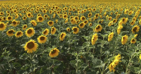 Sunflower Field, helianthus sp, Normandy in France