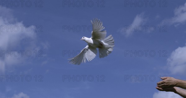 White Dove (Columba livia), Adult in flight, Taking off from Hands, Normandy in France