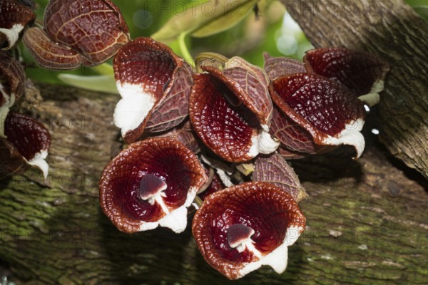 Tree-like pipe flower some brown-red white flowers on tree trunk
