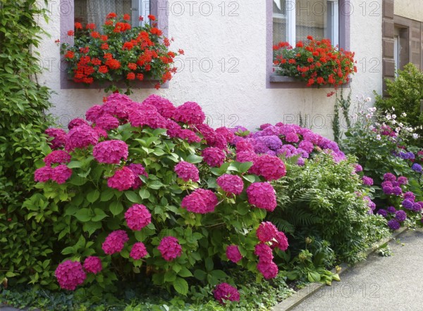 Front garden with hydrangeas and geraniums by the window
