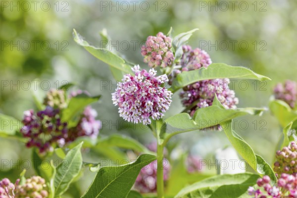 Macro of a pink and white Milkweed flower in the meadow under the warm spring sun