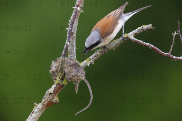 Red-backed Shrike (Lanius collurio) male, consuming a spiked mouse, Germany, Europe
