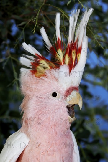 PINK KAKADU OR MAJOR MITCHELL'S major mitchell's cockatoo (cacatua leadbeateri)