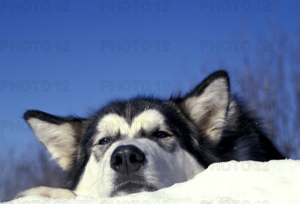 ALASKAN MALAMUTE DOG, PORTRAIT OF AN ADULT LYING IN THE SNOW