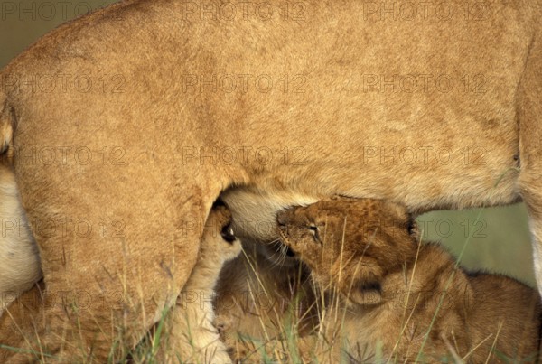 AFRICAN LION (panthera leo), CUB SUCKLING, KENYA