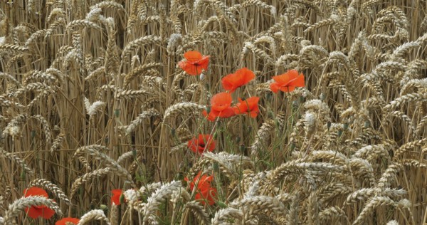 Poppies in a Wheat Field (papaver rhoeas), in bloom, Normandy in France