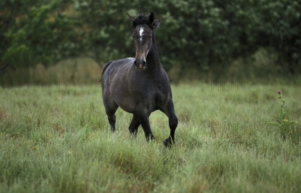 LIPIZZAN HORSE, ADULT GALLOPING THROUGH MEADOW