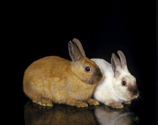 Dwarft Rabbit, Adults Against Black Background