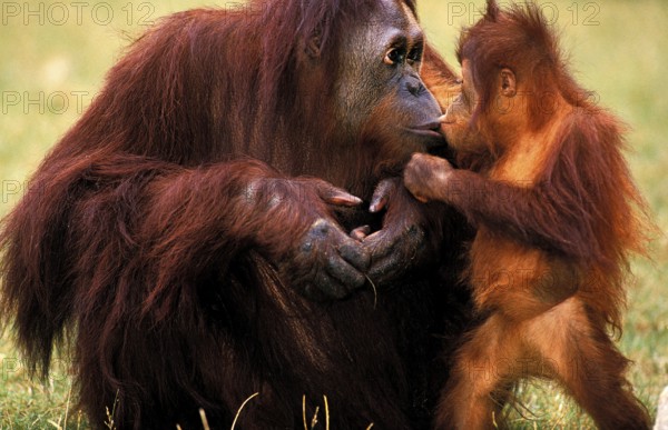 ORANG UTAN (pongo pygmaeus), MOTHER WITH BABY
