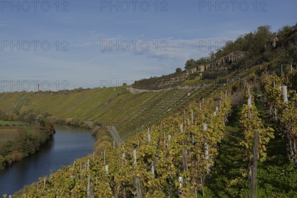 Hessigheim rock gardens, vineyard, climbing, hiking, Neckar, Hessigheim, Ludwigsburg