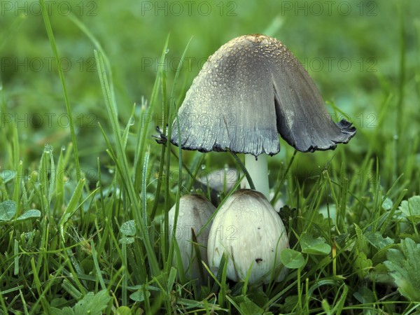 Coprinopsis atramentaria, commonly known as the common ink cap or inky cap, is an edible (but