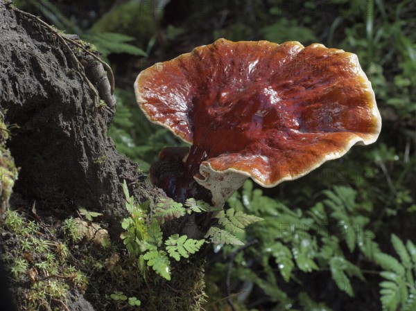 Red Reishi (Ganoderma lucidum), commonly known as Ling Zhi in Chinese, is a herbal mushroom known