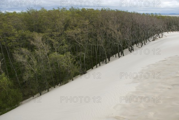 Travelling Dune, Slowinski, Slowinski National Park, Leba, Pomerania, Poland, Europe