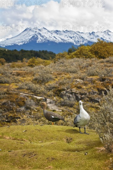 Upland geese (Chloephaga picta), pair, Tierra del Fuego National Park, Ushuaia, Patagonia, Tierra