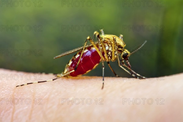 Mosquito on human skin (Aedes), mosquito, soaked, Germany, Europe