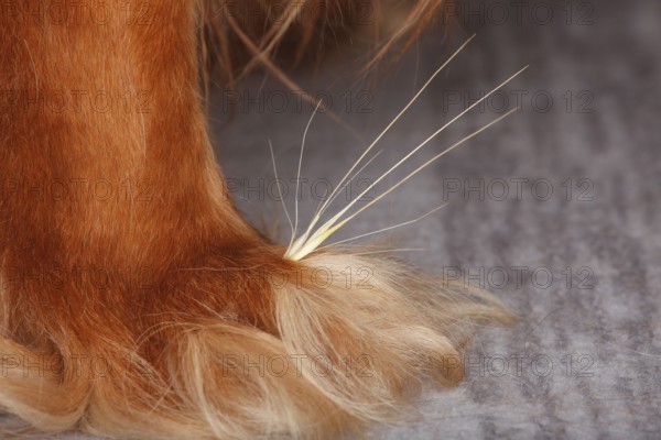 Grass seed between toes, dog paw, cavalier king charles spaniel, ruby, gren, awns, paw