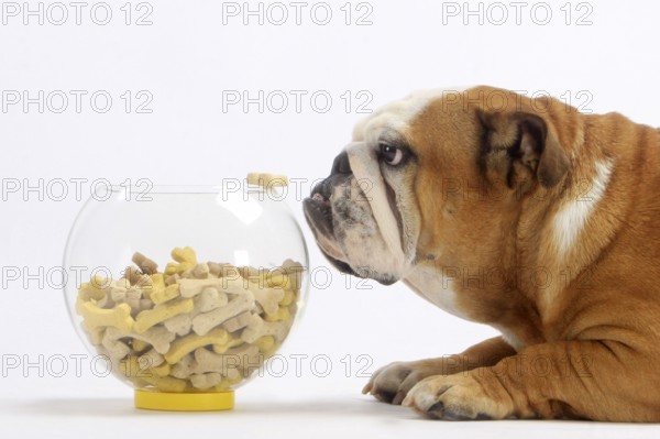 English Bulldog looking at dog biscuits, lateral