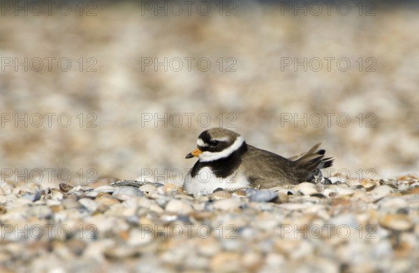 Ringed Plover (Charadrius hiaticula), nest