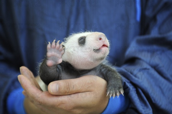 Keeper and Giant Panda (Ailuropoda melanoleuca) young, 3 weeks, Bifengxia Breeding and Conservation