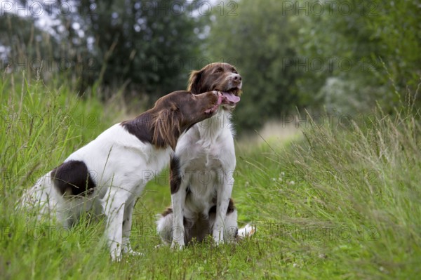 Drentsche Patrijshond, Partridge Dog, Chicken Dog