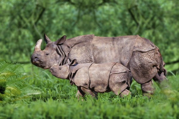 Indian Rhinoceros (Rhinoceros unicornis), female with young, side