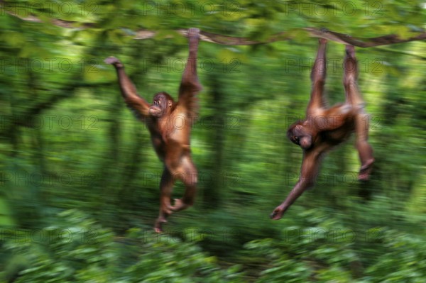 Young Sumatran orangutans climbing (Pongo pygmaeus abelii), Sumatran orangutans, shimmying young