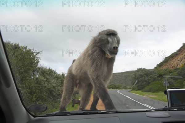 Chacma Baboon (Papio ursinus) on car, Cape Peninsula, Western Cape, South Africa, Africa