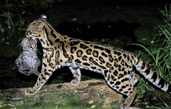 Margay (leopardus wiedii), MOTHER CARROW DICE