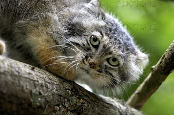 Pallas's cat (otocolobus manul) or Pallas' cat, portrait of an adult