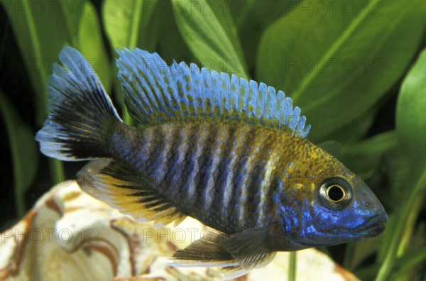 Emperor Cichlid, Emperor Cichlids, Other animals, Fish, Animals, Cichlids, Peacock Cichlid or
