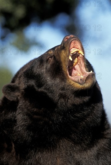American Black Bear (ursus americanus), Portrait of Adult with Open Mouth, in Defensive Posture