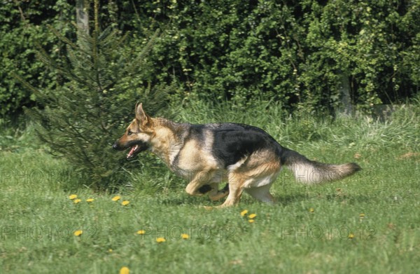 GERMAN SHEPHERD DOG, ADULT RUNNING ON GRASS