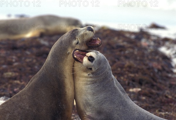 AUSTRALIAN SEA LION (neophoca cinerea), PAIR PLAYING, AUSTRALIA