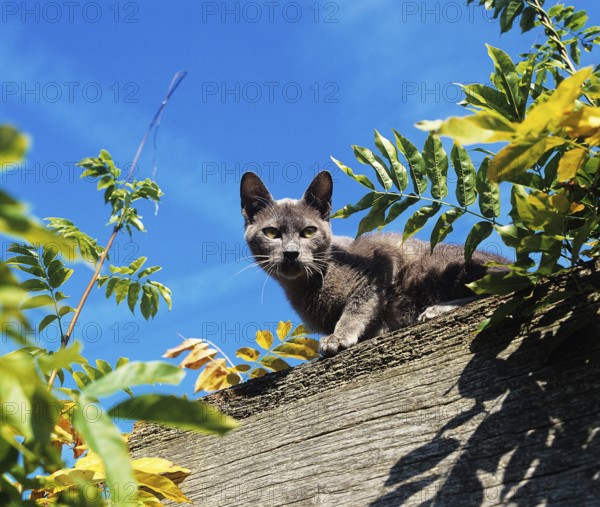 Blue Burmese Domestic Cat, Adult