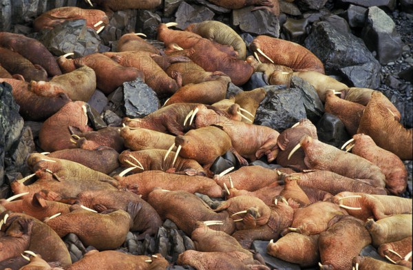 Walrus (odobenus rosmarus), colony at Round Island, Alaska