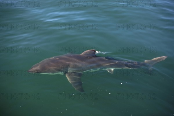Great White Shark (carcharodon carcharias), Adult standing at Surface, False Bay in South Africa