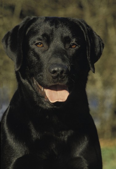 Portrait of Black Labrador Retriever Dog