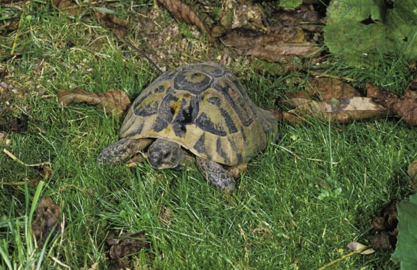 Hermann's Tortoise (testudo hermanni), Adult standing on Grass