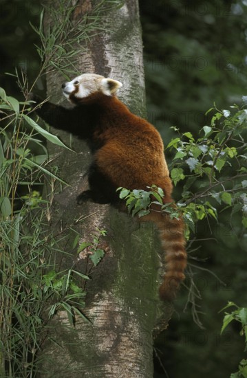 Red Panda (ailurus fulgens), Adult standing on Tree Trunk