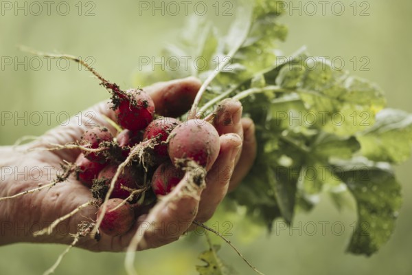 Close up hand holding fresh radishes. High resolution photo