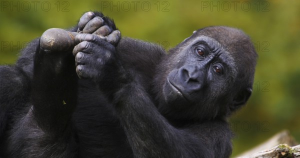 Eastern Lowland Gorilla (gorilla gorilla) graueri, Female resting