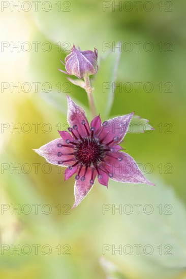 Purple marshlock (Potentilla palustris), bud and flower in the light of the sun, Black Forest,
