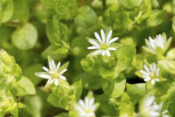 Macro of white Stellaria media flowers (chickweed) under the soft spring sun