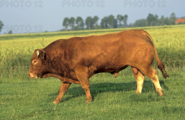 Limousin beef